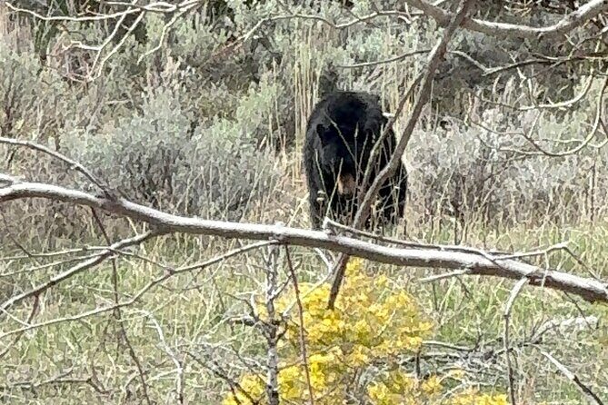 Yellowstone Private Tour - Who Is This Tour Best For?