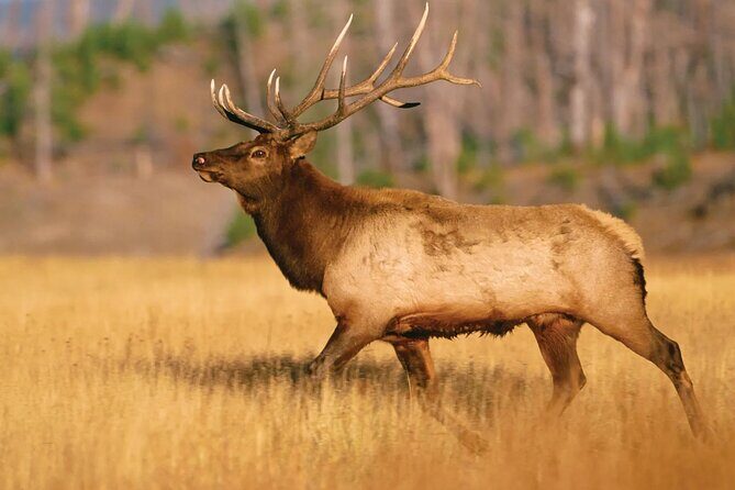 Yellowstone Private Tour Up To 14 - A Surprise Activity Included - Who Would Enjoy This Tour?