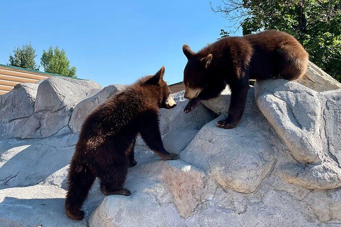 Yellowstone Private Tour Up To 14 - A Surprise Activity Included - Frequently Asked Questions (FAQs)