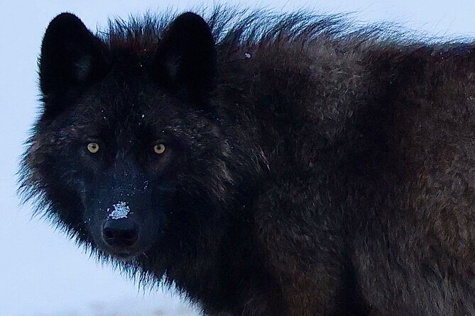 Yellowstone PRIVATE Winter SAFARI and Wolf Watching - Key Points