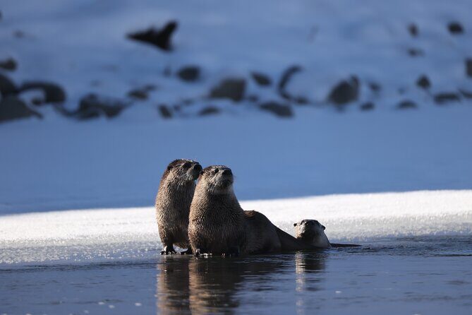 Yellowstone PRIVATE Winter SAFARI and Wolf Watching - Practical Tips for Travelers