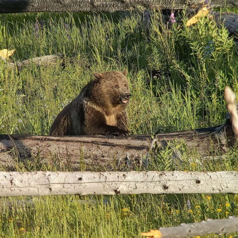 Yellowstone: Privately Guided Safari/Scenic Tour with Lunch! - Key Points