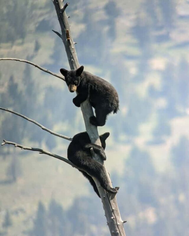 Yellowstone: Privately Guided Safari/Scenic Tour with Lunch! - Final Thoughts: Is This Tour Worth It?