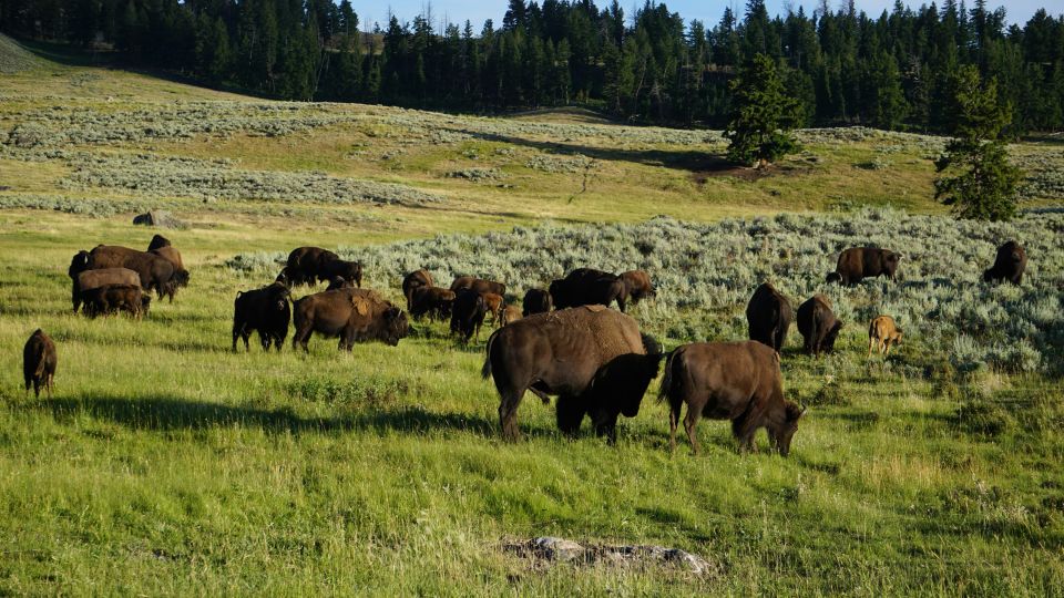 Yellowstone Small-Group Tour From Paradise Valley & Gardiner - Frequently Asked Questions