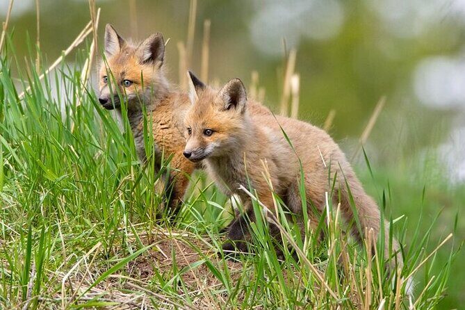 Yellowstone Through the Lens Photography Adventure - What the Tour Offers: A Complete Breakdown