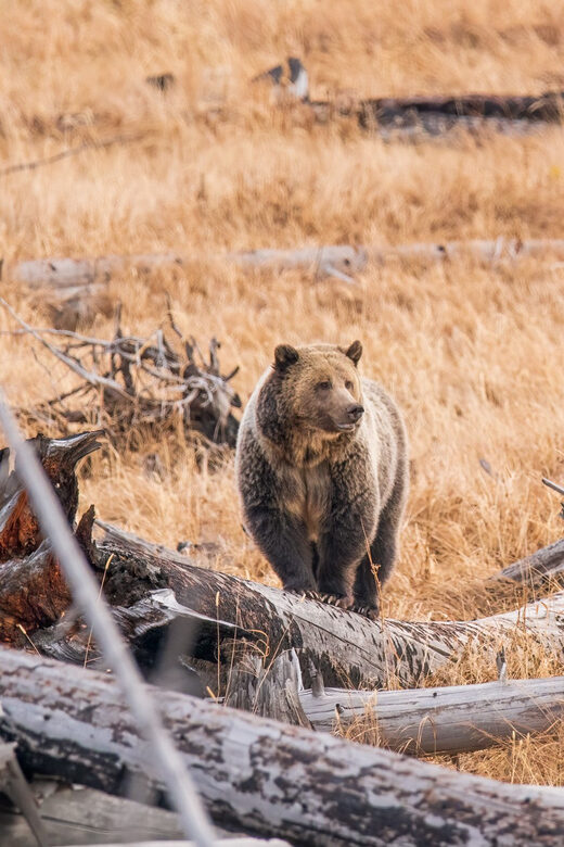 Yellowstone Wildlife Tour - An Authentic Day in Yellowstone: What to Expect