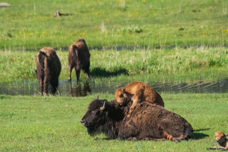 Yellowstone Wildlife Tour - The Value of a Private Guided Experience