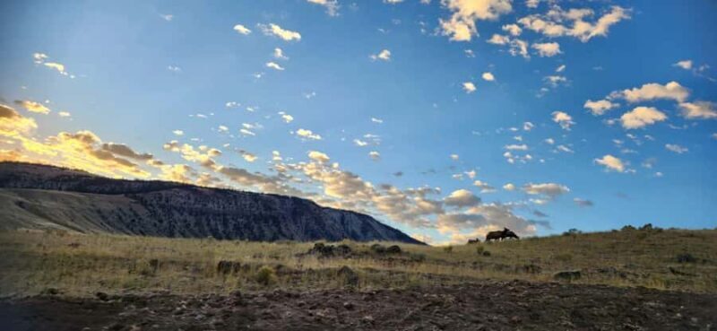 Yellowstone: Wildlife Tour with Coffee and Photos - A Closer Look at the Experience