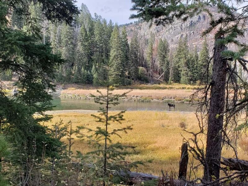 Yellowstone: Wildlife Tour with Coffee and Photos - Final Thoughts