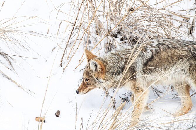 Yellowstone Winter Day Adventure - The Itinerary in Detail