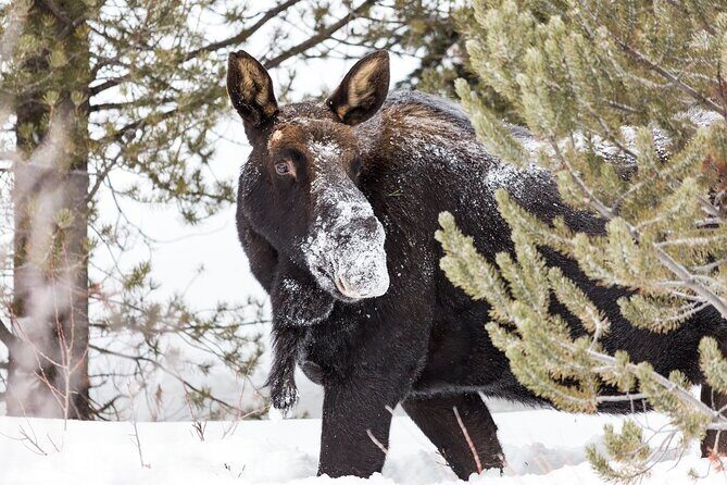 Yellowstone Winter Day Adventure - Pricing and Value