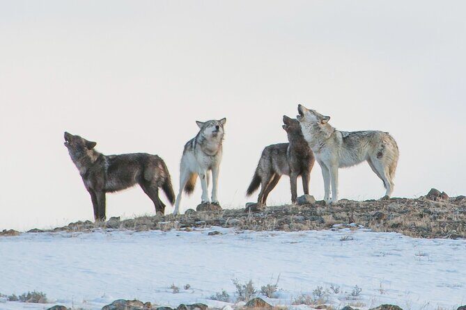 Yellowstone Winter Day Adventure - Who Should Consider This Tour?