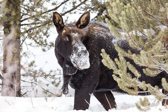 Yellowstone Winter Day Adventure - The Sum Up