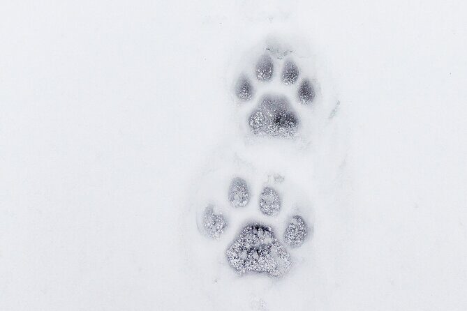 Yellowstone Winter Day Adventure - Frequently Asked Questions