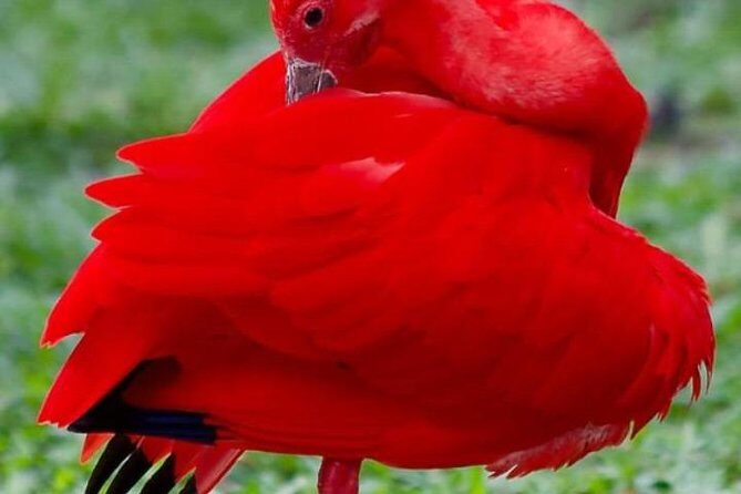 Yerette Home of the Hummingbird and Caroni Wildlife Tour - Exploring Trinidad’s Natural Marvels: Yerette Home of the Hummingbird and Caroni Wildlife Tour