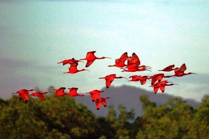 Yerette Home of the Hummingbird and Caroni Wildlife Tour - The Itinerary in Detail