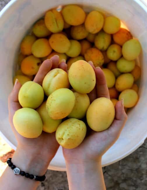 Yerevan: Khor Virap, Garni, Geghard, Echmiadzin, & Zvartnots - Practical Tips and Considerations