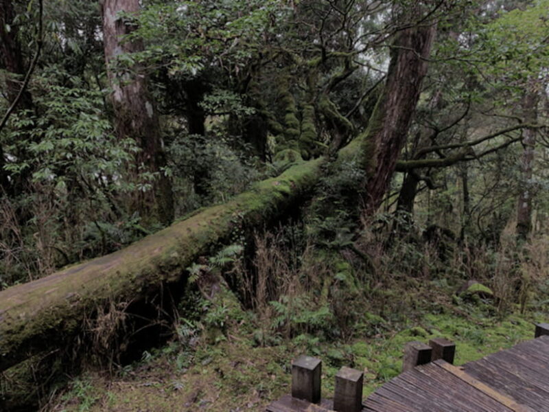 Yilan Taipingshan & Jiuzhize Hot Spring Private Day Trip - Key Points