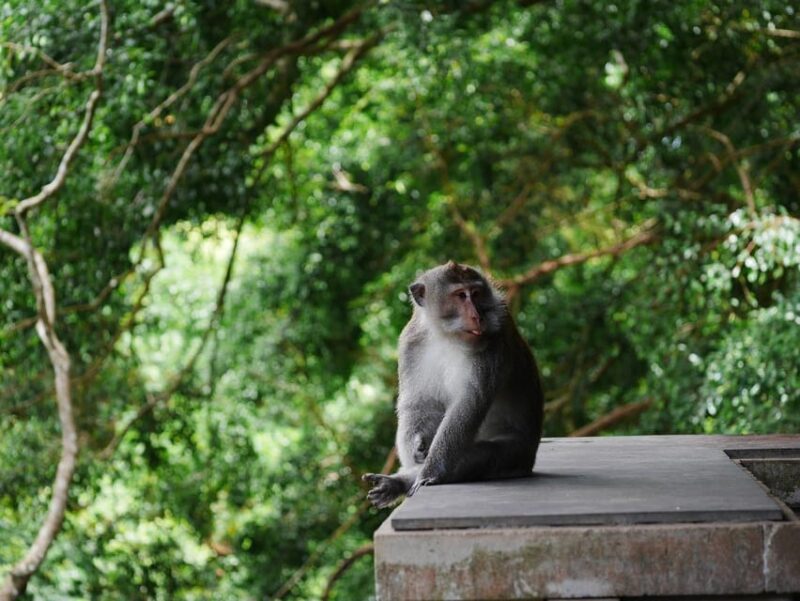 Yoga Class in Ubud for Nature and Cultural Treasures - Yoga Session Overview