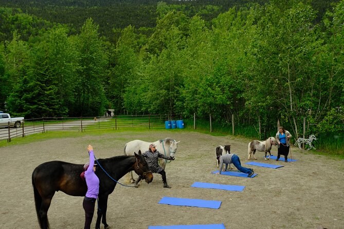 Yoga With Horses - The Unique Experience