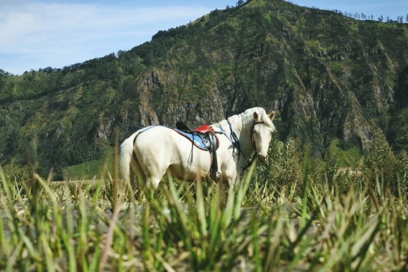 Yogyakarta: 3D2N Bromo and Ijen Bluefire - Restrictions and Limitations