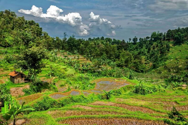 Yogyakarta: Borobudur Climb-Up Selogriyo Rice Field Trekking - Authentic Javanese Culture and Scenic Beauty