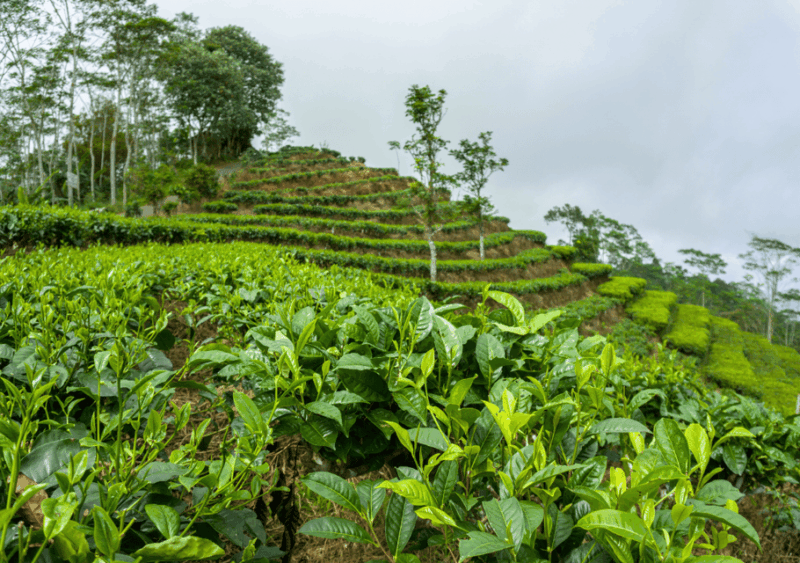 Yogyakarta: Borobudur, Prambanan & Java Nature Exploration - Important Information for Participants