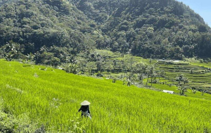 YOGYAKARTA; EXPLORE SELOGRIYO RICE FIELDS & MENDUT TEMPLE. - What You’ll Experience