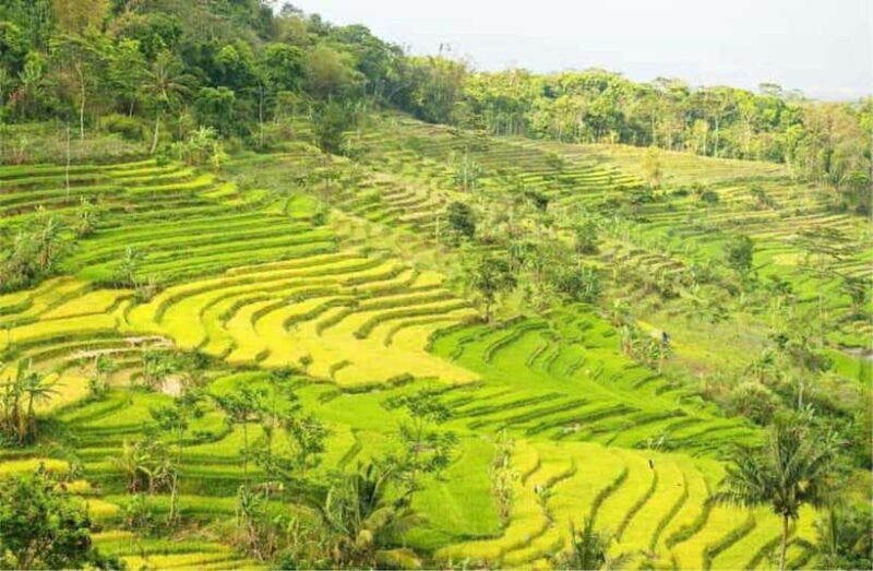 YOGYAKARTA; EXPLORE SELOGRIYO RICE FIELDS & MENDUT TEMPLE. - Practical Details and Considerations