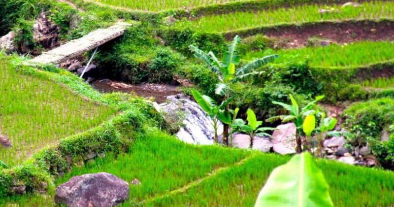 YOGYAKARTA; EXPLORE SELOGRIYO RICE FIELDS & MENDUT TEMPLE. - Why This Tour Is Worth It