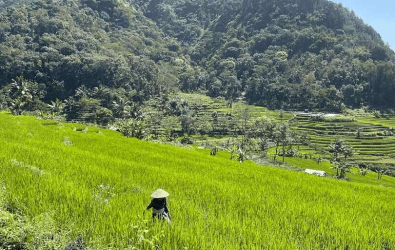 YOGYAKARTA; KEDUNG KAYANG WATERFALL AND SELOGRIYO TEMPLE. - Who Should Consider This Tour?