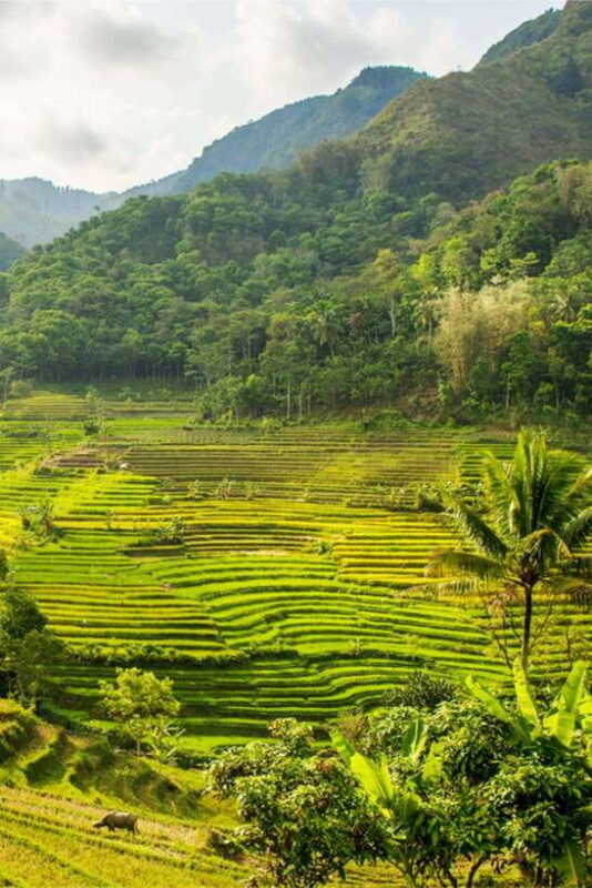 Yogyakarta; Selogriyo Tempel & Tracking Terrased Rice Fields - Key Points