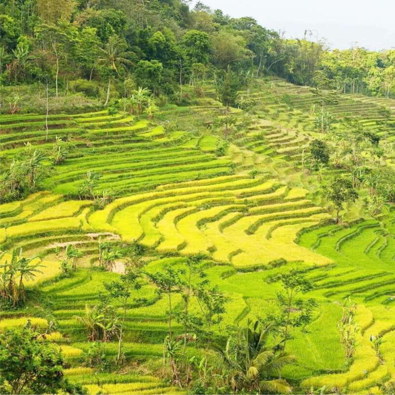 Yogyakarta; Selogriyo Tempel & Tracking Terrased Rice Fields - Discovering Selogriyo Temple and Its Surroundings