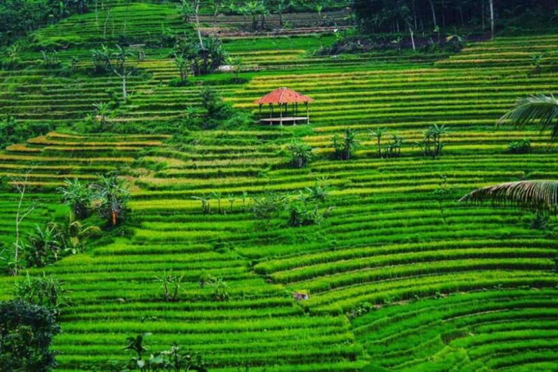 Yogyakarta; Selogriyo Tempel & Tracking Terrased Rice Fields - Breaking Down the Itinerary