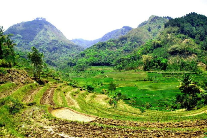 Yogyakarta; Selogriyo Tempel & Tracking Terrased Rice Fields - Who Will Enjoy This Tour?