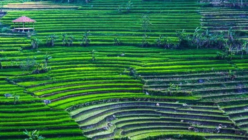 Yogyakarta: Selogriyo Temple and Rice Terrace Soft Trekking - Key Points