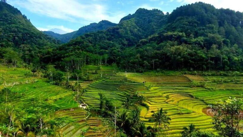 Yogyakarta: Selogriyo Temple and Rice Terrace Soft Trekking - Final Thoughts