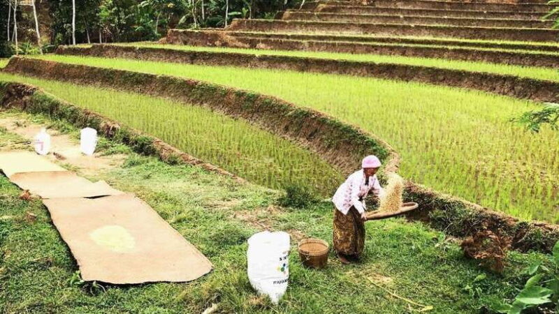 Yogyakarta: Selogriyo Temple and Rice Terrace Soft Trekking - FAQ