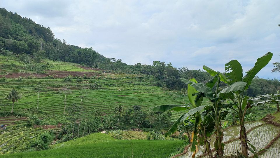 Yogyakarta: Selogriyo Temple, Rice Field Trek, and Nepalese Java - Discovering Nepalvan Java