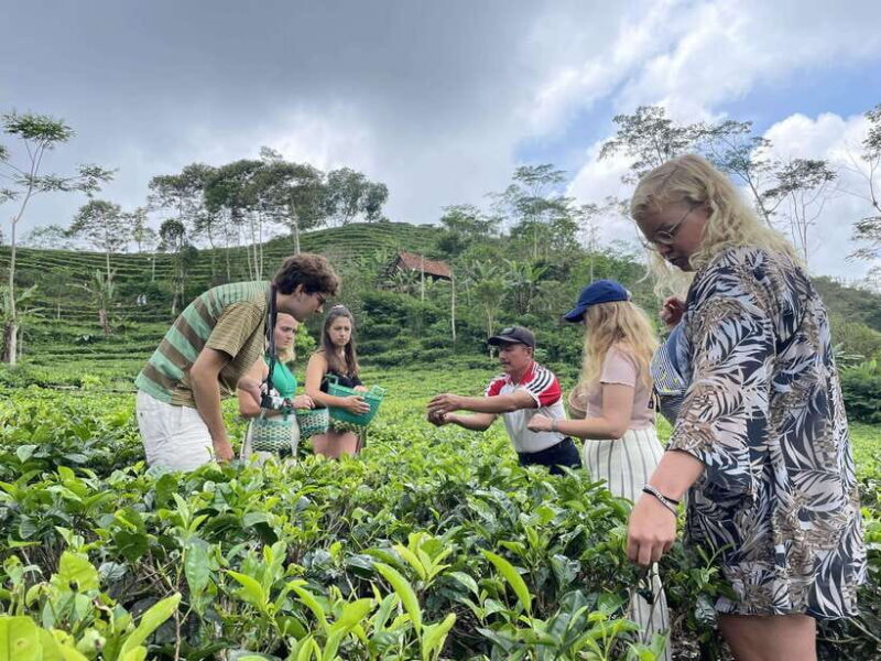 Yogyakarta Tea Class & Borobudur Climb Up Guided Shared Tour - Summary