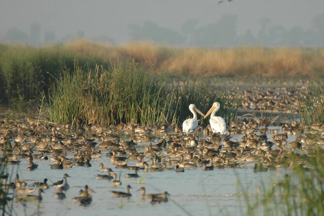 Yolo County Explorer: Culinary & Cultural Tour Review - Exploring Yolo Countys Culinary Delights