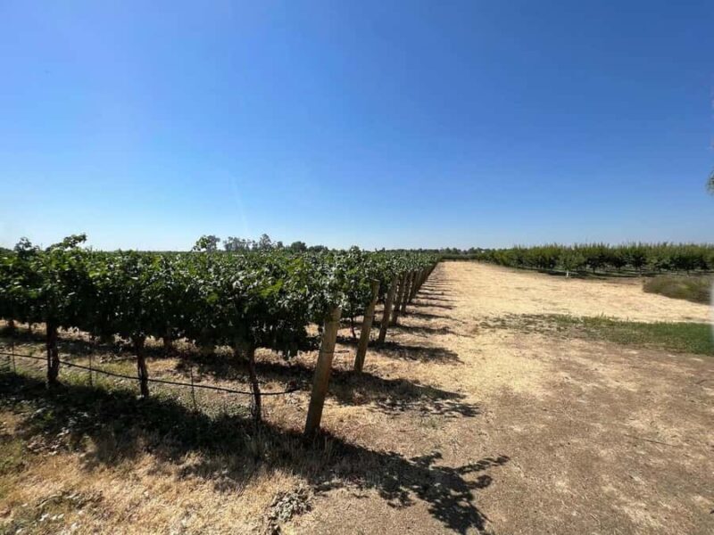 Yolo: Vineyards, Farms & Cultural Gems - Audio Driving Tour - The Sum Up