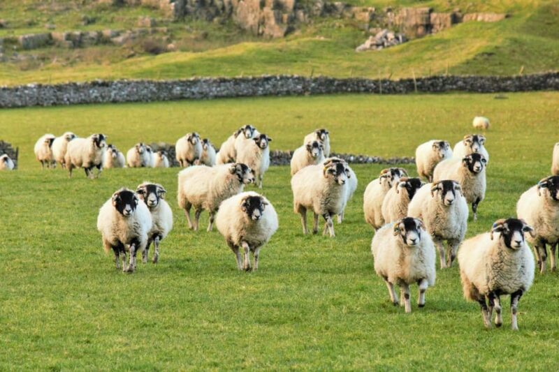 York: All Creatures Great and Small Yorkshire Dales Tour - Guided Experience and Transportation
