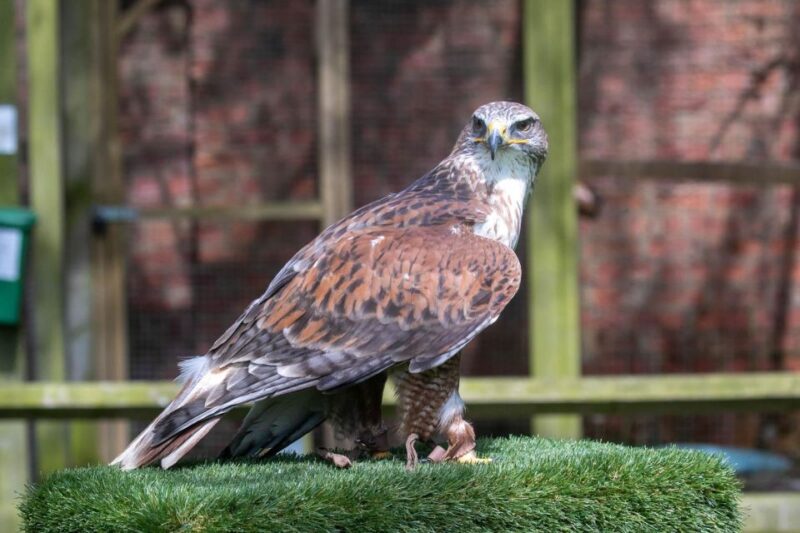 York: Entry to York Bird of Prey Centre - Good To Know