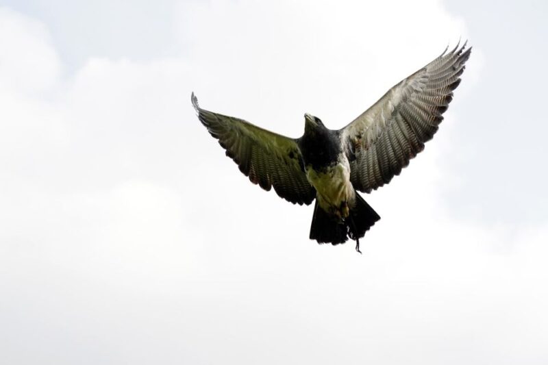 York: Entry to York Bird of Prey Centre - Experience Highlights