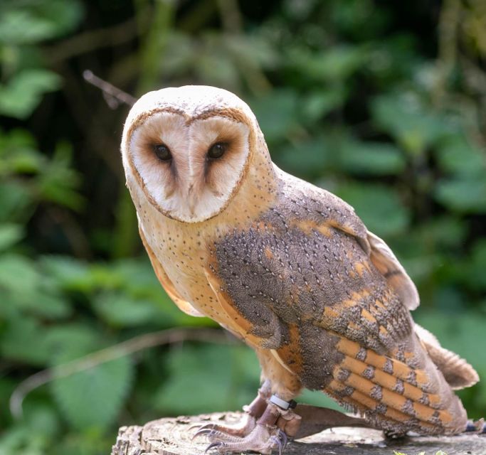York: Entry to York Bird of Prey Centre - Customer Feedback