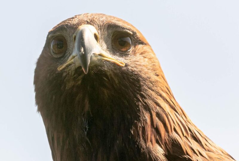 York: Entry to York Bird of Prey Centre - Animal Welfare