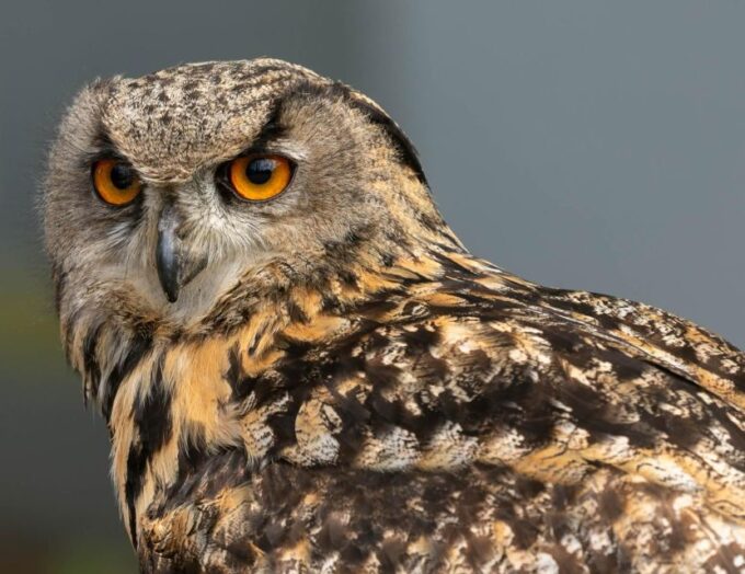 York: Entry to York Bird of Prey Centre - Pricing and Reservations