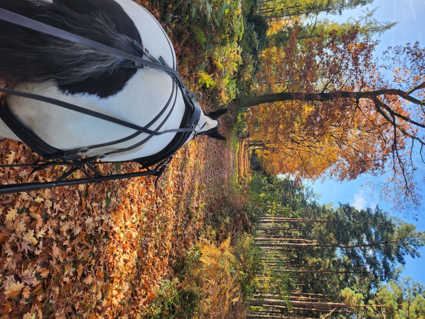 York: Horse Drawn Carriage Ride & Cream Tea - Customer Reviews