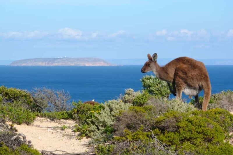 Yorke Peninsula: 3-Day Coastal Wilderness Tour from Adelaide - Authentic Experiences and Local Flair  